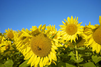 You are my sunshine! My only sunshine ..... - Free image #293377