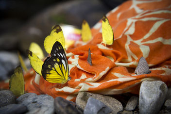 Butterflies. Borneo, Malaysia - Free image #293567
