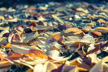 Fall, Leaves & Colors - Kostenloses image #294387