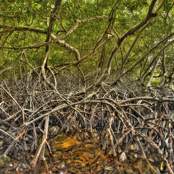 Mangrove- Manglares - Kostenloses image #294707