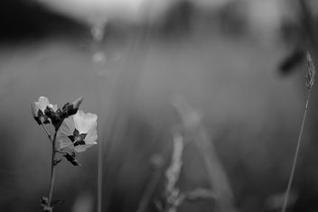 El gris de las flores - бесплатный image #294867
