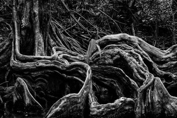 Roots - Kostenloses image #295077