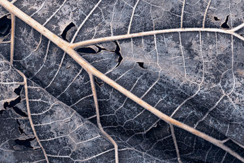 Organic Winter Decay - HDR Texture - image #295127 gratis