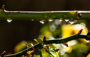 After the rain 2.jpg - Kostenloses image #295757