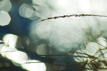Les herbes folles 1 - image gratuit #296057 