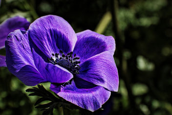 Beautiful purple perennial - бесплатный image #296457