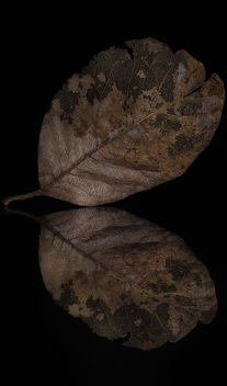 Leaf Encapsulated Deterioration - Free image #296837