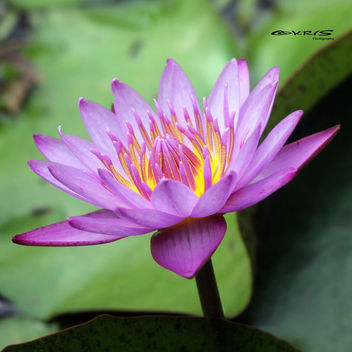 Water Lily - image gratuit #297337 