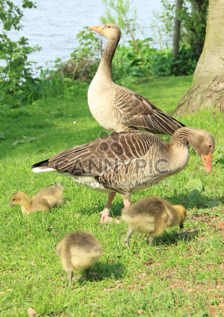 Family of ducks - Free image #297547