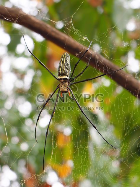 Spider on a net - бесплатный image #297587