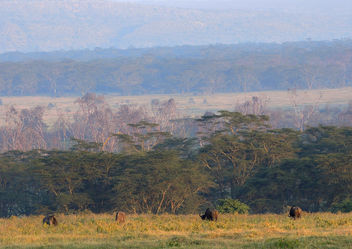 Kenya (Nakuru National Park) First lights of sun at Nakuru - бесплатный image #298067