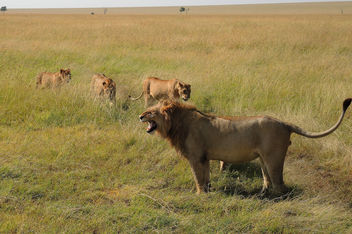 Kenya (Masai Mara) Female lions are in hurry to make him calm - Free image #298137