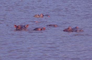 Tanzania (Ngorongoro) Hypos living in fresh water lake - бесплатный image #298257