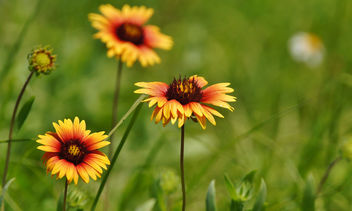 Summer Wild Flowers ~ Sony A580 - image gratuit #298537 