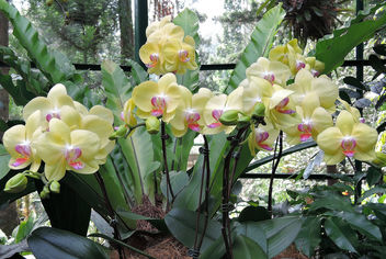 Singapore-National Orchid Garden 2 - Free image #299037