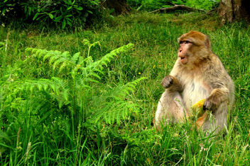 Barbary macaques - Kostenloses image #299367