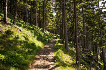 Forest Path in Krkonose - image #299537 gratis