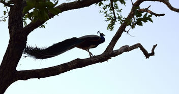 Birds Of Udaipur - image #299747 gratis