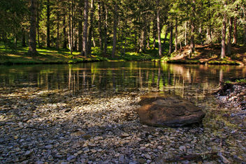 The stillness of the forest - бесплатный image #299757