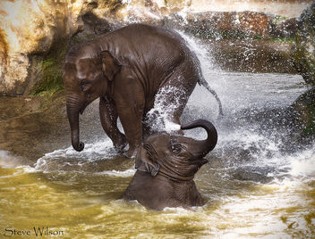 Baby Elephants at Play - image #300287 gratis