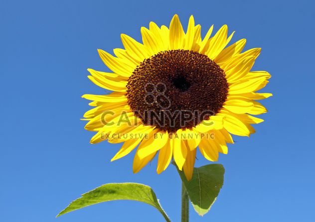 Sunflower - image gratuit #301407 