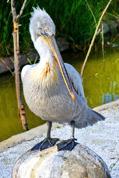 American pelican rests - image #301627 gratis