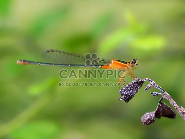Dragonfly with beautifull wings - image #301717 gratis