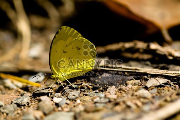 Yellow butterfly on ground - image gratuit #303767 