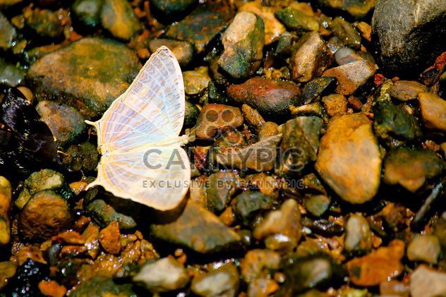 White butterfly on stones - image gratuit #303777 