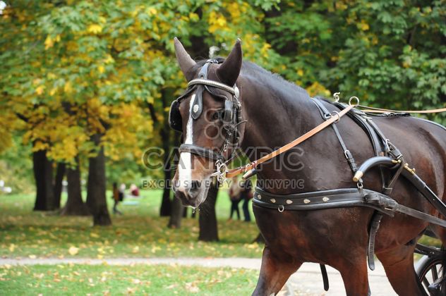 Brown horse carriage - Free image #303787