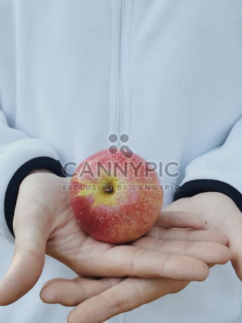 Red apple in hands, #apples - image gratuit #304067 