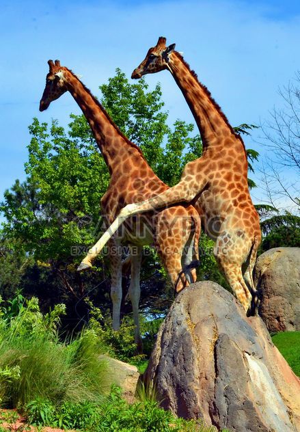 giraffes mature - image #304527 gratis