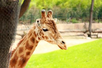 A Giraffe in a park - image #304537 gratis