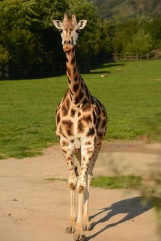 Giraffe in park - Kostenloses image #304567