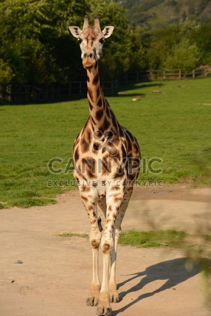 Giraffe in park - Free image #304567