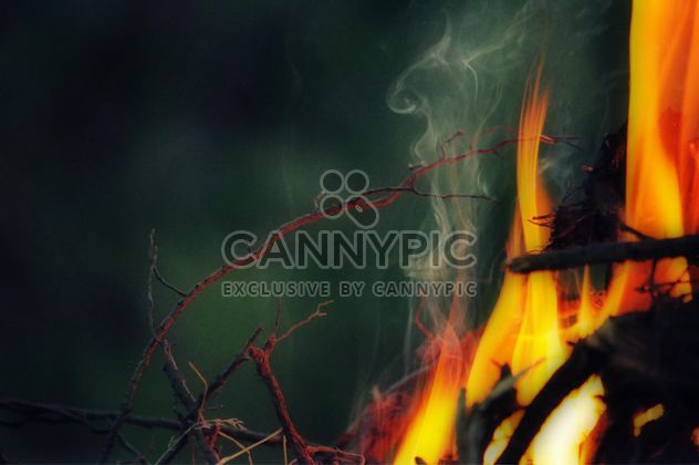 the bright flames - image gratuit #304737 