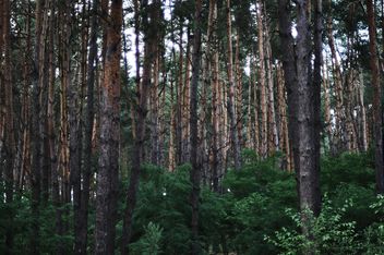 Thick forest - image #304757 gratis