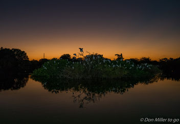 Rookery at Sunset - Kostenloses image #304827