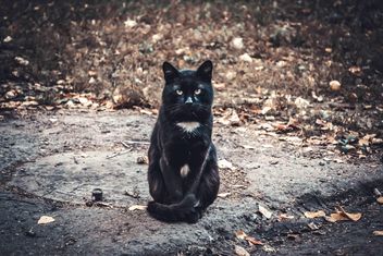 Serious black cat - Kostenloses image #305407