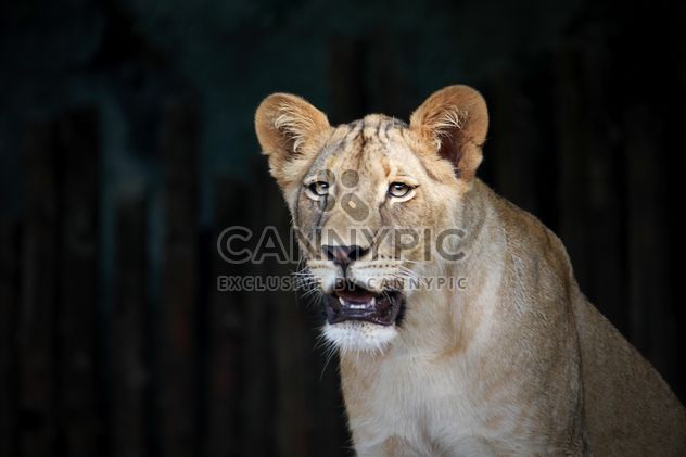 Close-up portrait of female lion - image #305687 gratis