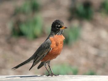 Young Robin posing to camera - image gratuit #305697 