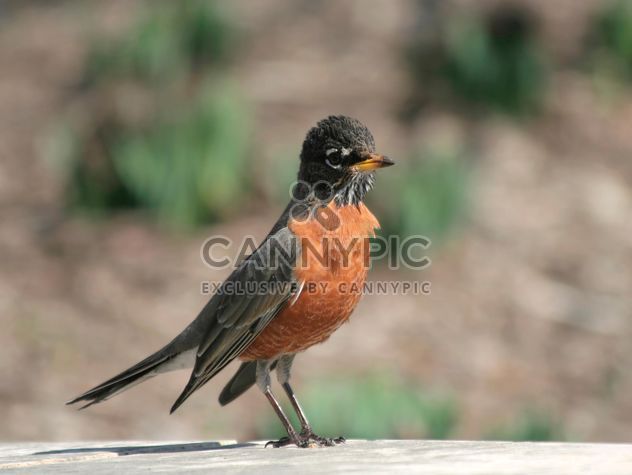Young Robin posing to camera - image gratuit #305697 