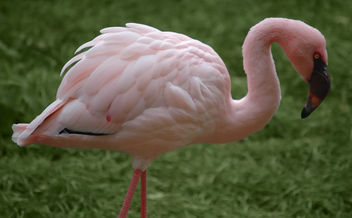 Flamingo - Free image #305987