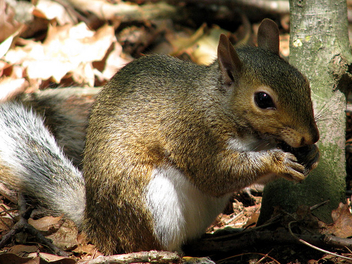 Rehabber Update On The Gray Squirrels - бесплатный image #306127