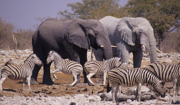 Namibia. mazzaliarmadi.it wildlife - Free image #306147