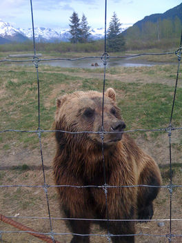 Mr Bear - Kostenloses image #306207