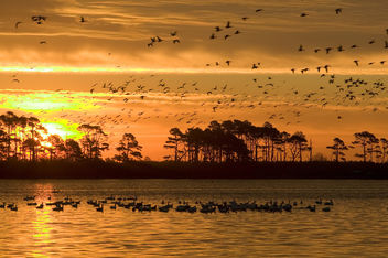 Photo of the Week - Sunrise at Chincoteague National Wildlife Refuge (VA) - image #306247 gratis