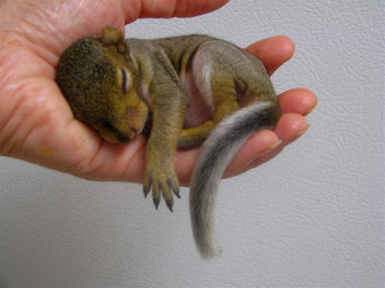 Update On Baby Squirrel Rehabber - image gratuit #306277 