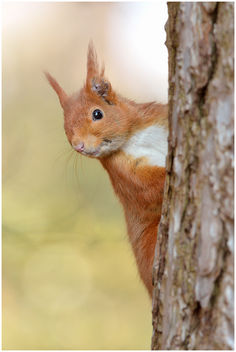 Ecureuil roux / European Red Squirrel - image #306577 gratis