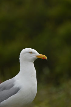 Herring Gull - Larus argentatus - image gratuit #306837 